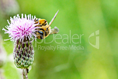 Bee on blooming flower