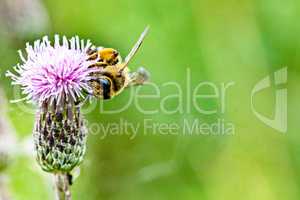 Bee on blooming flower