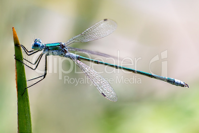 Dragonfly hangs on the blade of grass