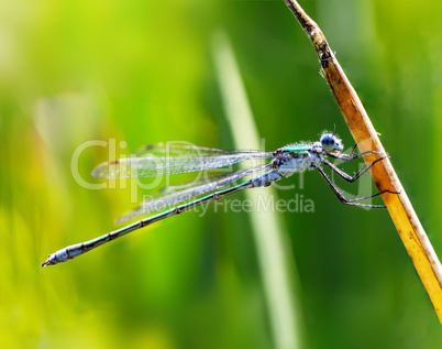 Dragonfly hangs on the blade of grass