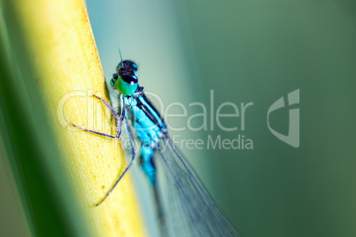 Dragonfly on the blade of grass