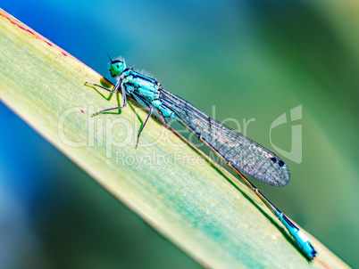 Dragonfly on the blade of grass