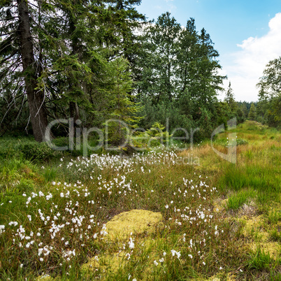 Moor landscape with trees