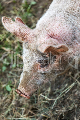 Domestic pig in natural environment