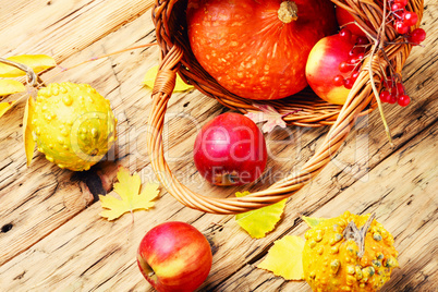 Autumn apples and pumpkin
