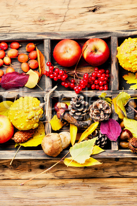 Autumn apples and pumpkin