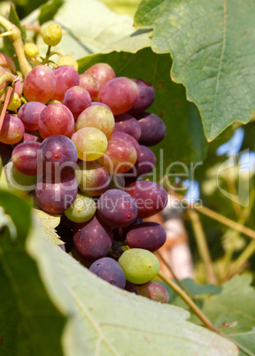 Bunch of ripe grapes