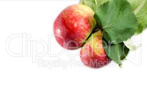 Two ripe apples