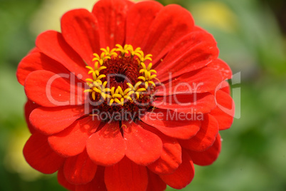 Rote Zinnienblüte