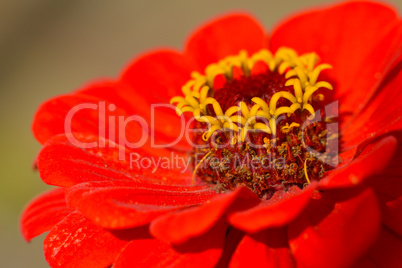 Rote Zinnienblüte