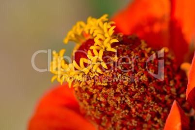 Rote Zinnienblüte