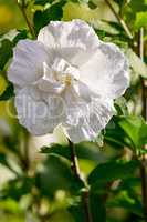 Blooming white hibiscus