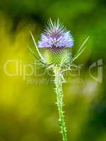 Blooming wild thistle