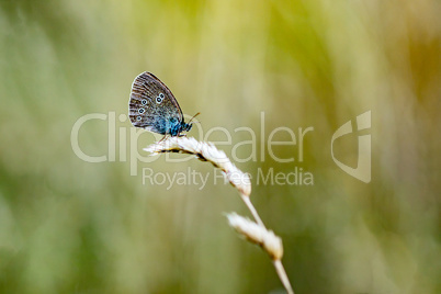 Butterfly on dry blade of grass