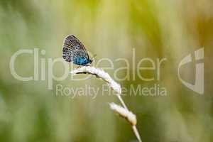 Butterfly on dry blade of grass