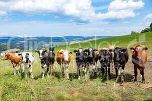 Cattle in the pasture