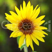 Blossom of a sunflower
