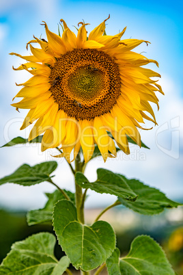 Sunflower in bloom