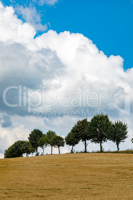 Field with trees and sky