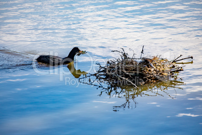 Coot building a nest