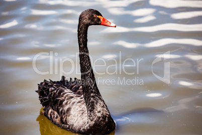 Black swan in the water