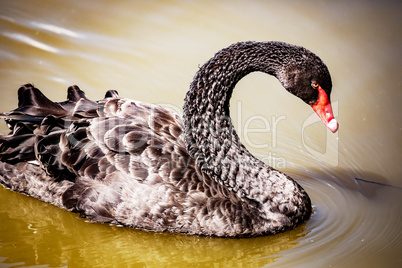 Black swan in the water