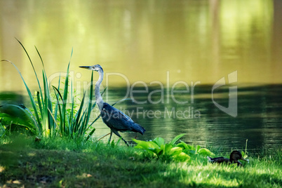 Heron at the pond
