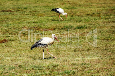 Stork in the meadow