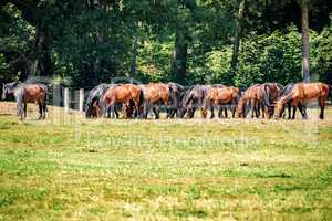 Herd of horses in the pasture