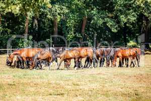 Herd of horses in the pasture