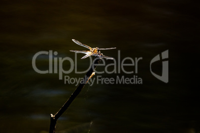 Sitting brown dragonfly