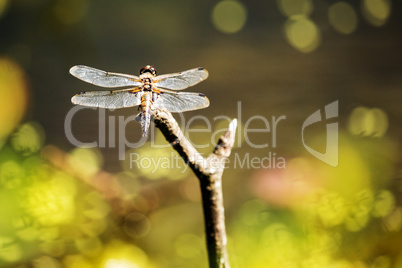 Sitting brown dragonfly