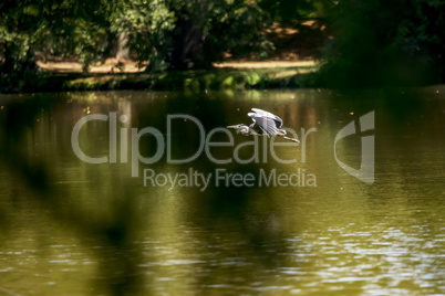 Heron at the pond