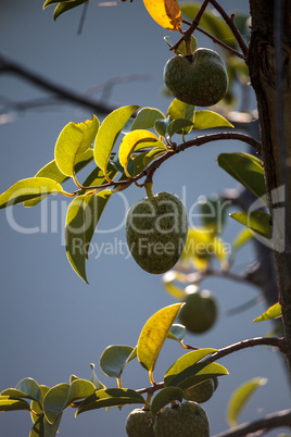 Avocado tree Persea americana grows in the wild
