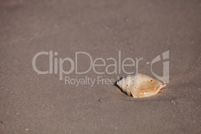 Florida fighting conch Strombus alatus shell