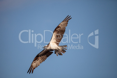 Osprey bird of prey Pandion haliaetus flying