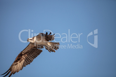 Osprey bird of prey Pandion haliaetus flying