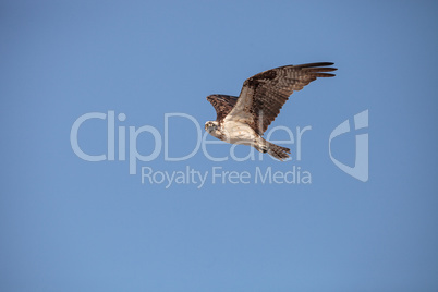 Osprey bird of prey Pandion haliaetus flying