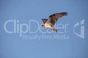 Osprey bird of prey Pandion haliaetus flying