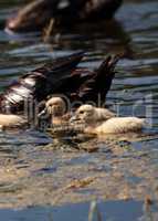 Baby Muscovy ducklings Cairina moschata flock