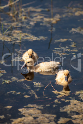 Baby Muscovy ducklings Cairina moschata flock