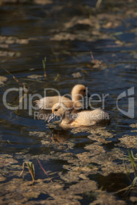 Baby Muscovy ducklings Cairina moschata flock