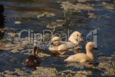 Baby Muscovy ducklings Cairina moschata flock