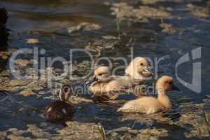 Baby Muscovy ducklings Cairina moschata flock