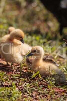 Baby Muscovy ducklings Cairina moschata flock