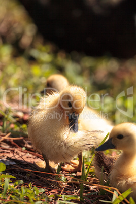 Baby Muscovy ducklings Cairina moschata flock