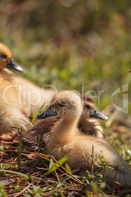 Baby Muscovy ducklings Cairina moschata flock