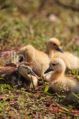 Baby Muscovy ducklings Cairina moschata flock