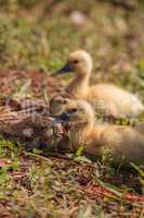 Baby Muscovy ducklings Cairina moschata flock