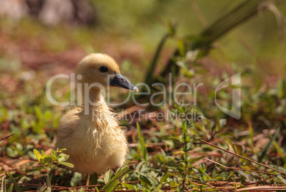 Baby Muscovy ducklings Cairina moschata flock